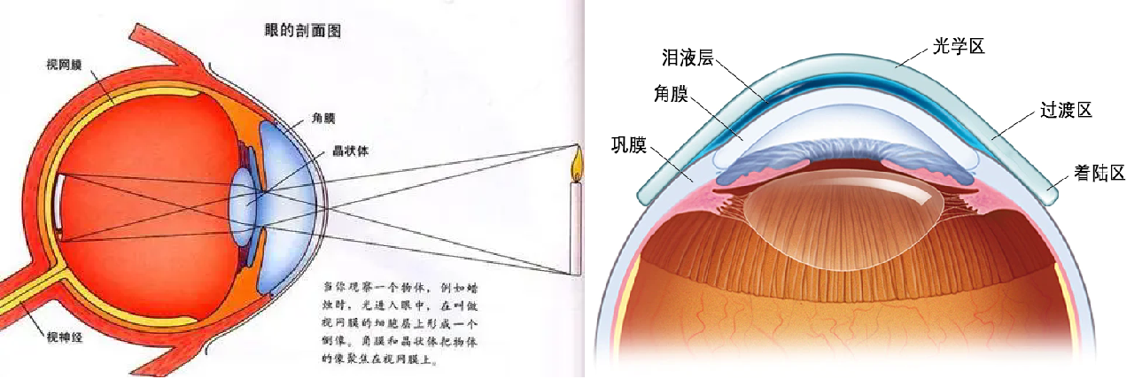 成像图+光学区图.png